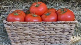 Photo Fresh tomatoes
